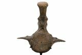 Triceratops Caudal Vertebra on Metal Stand - Wyoming #382490-8